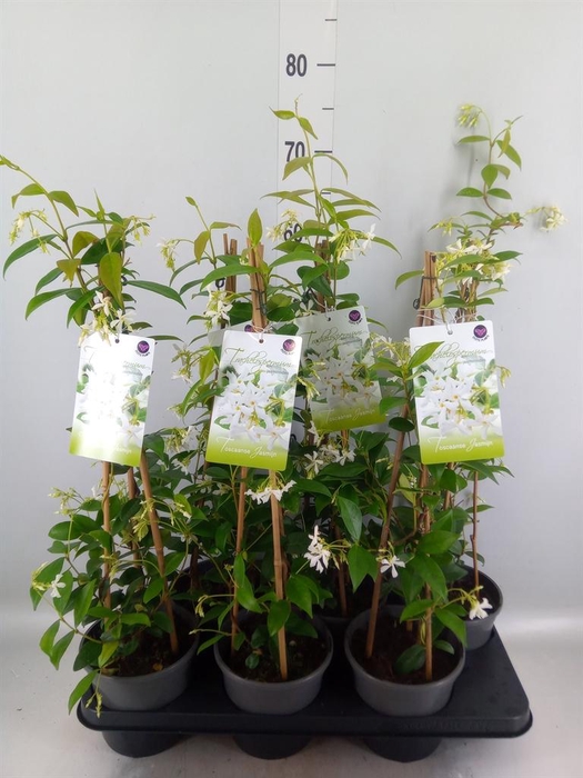<h4>Trachelospermum jasm.</h4>