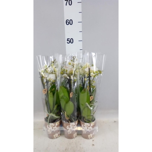 Phalaenopsis multi. 'Ant Zurich'