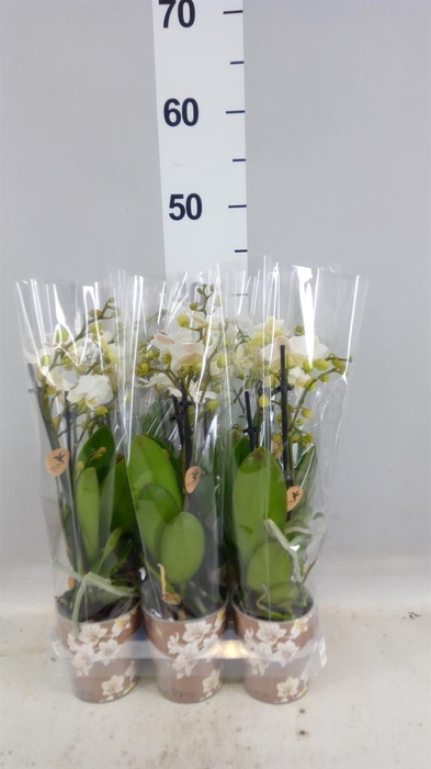 <h4>Phalaenopsis multi. 'Ant Zurich'</h4>