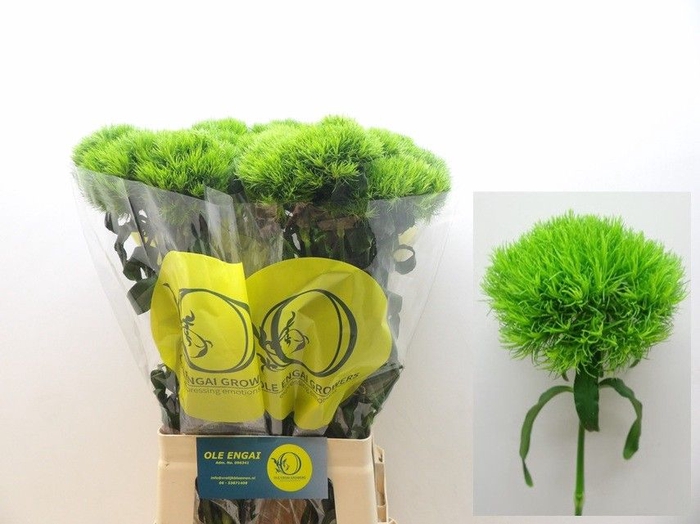 <h4>DI BARB KIWI MELLOW</h4>