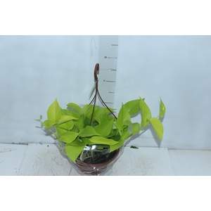 JIBOIA AMARELO C21 PENDENTE