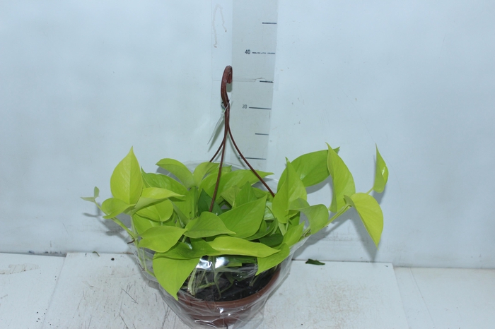 JIBOIA AMARELO C21 PENDENTE