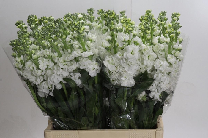 <h4>MATTH IRON WHITE</h4>