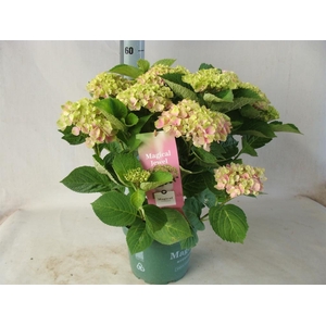 Hydrangea mac.