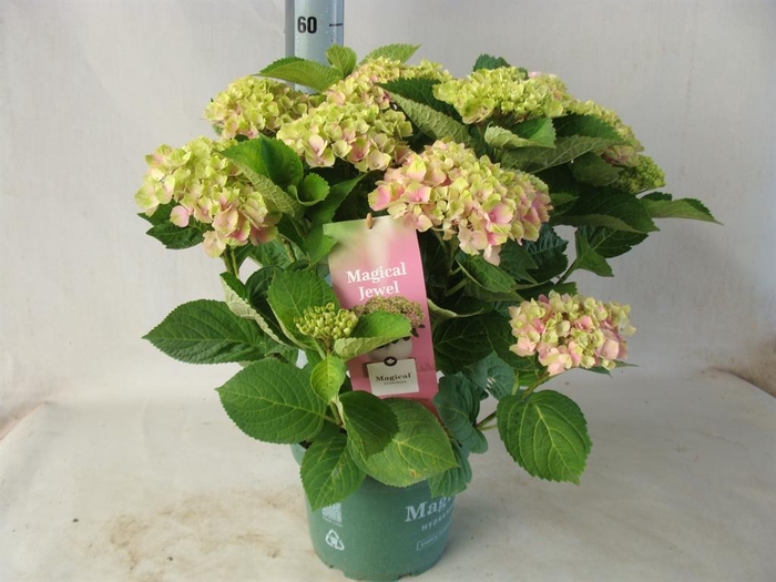 <h4>Hydrangea mac.</h4>