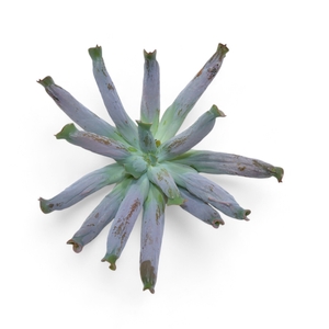 Echeveria Culebra Cutflower Wincx-16cm