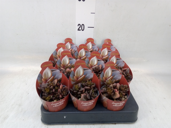 <h4>Cactus   ...</h4>