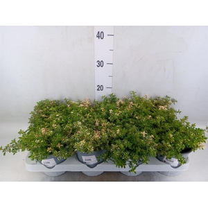 Thymus vulgaris