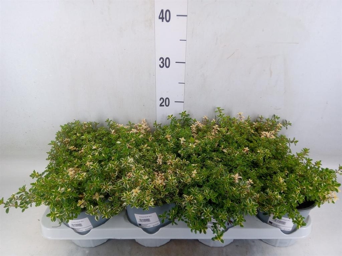 <h4>Thymus vulgaris</h4>