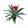 GUZMANIA DENISE P14