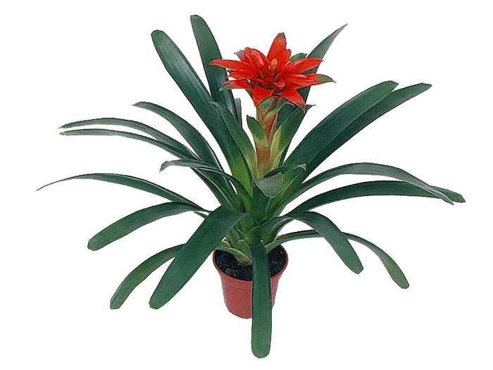<h4>GUZMANIA DENISE P14</h4>