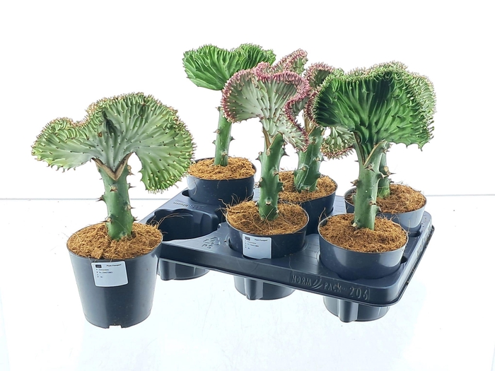 <h4>EUPHOR LAC CRISTATA</h4>