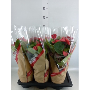 Anthurium andr. 'FC Alma'