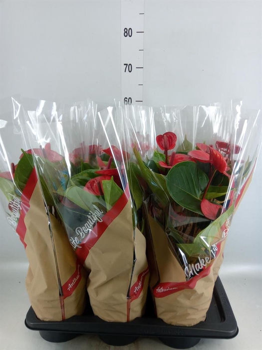 <h4>Anthurium andr. 'FC Alma'</h4>