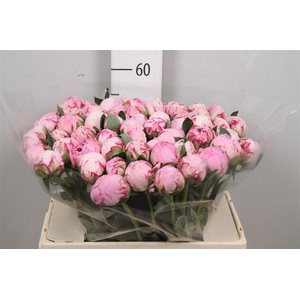 Paeonia Sarah Bernhardt | Xxl