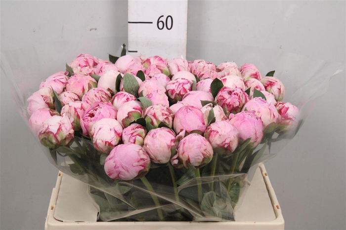 <h4>Paeonia Sarah Bernhardt | Xxl</h4>