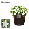 Campanula 'Atlanta' Pure Liv Decorum