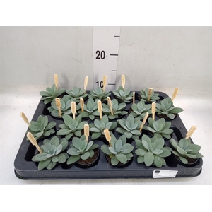 Senecio cephal. 'Mountain Fire'