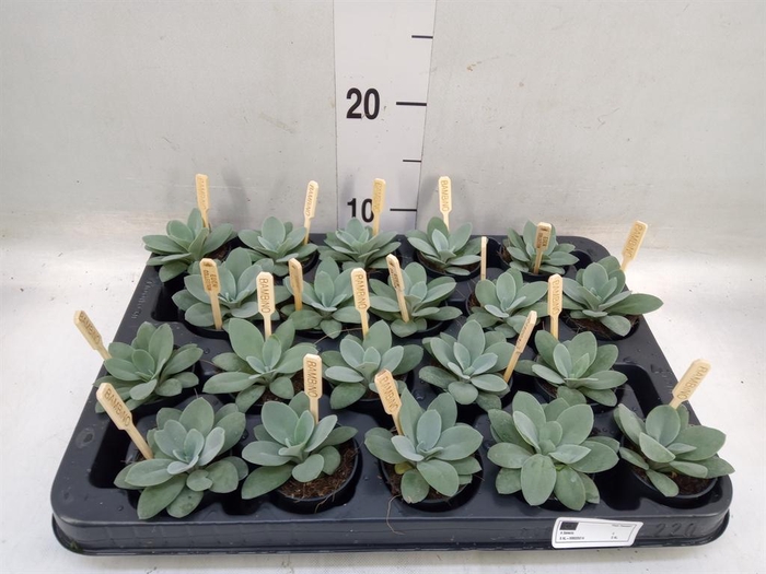 <h4>Senecio cephal. 'Mountain Fire'</h4>