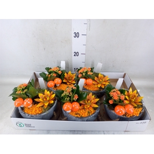 Arr.    Planten  L%