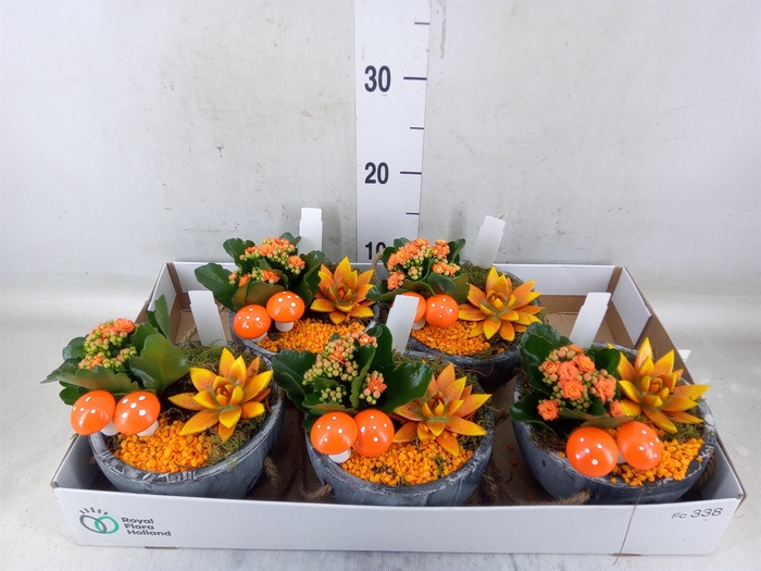 <h4>Arr.    Planten  L%</h4>