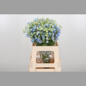 Delphinium En Ballkleid