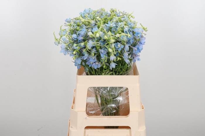 <h4>Delphinium En Ballkleid</h4>