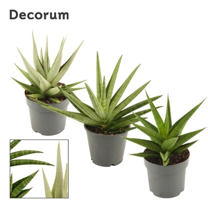 Sansevieria Crown mix 14 cm (Decorum)