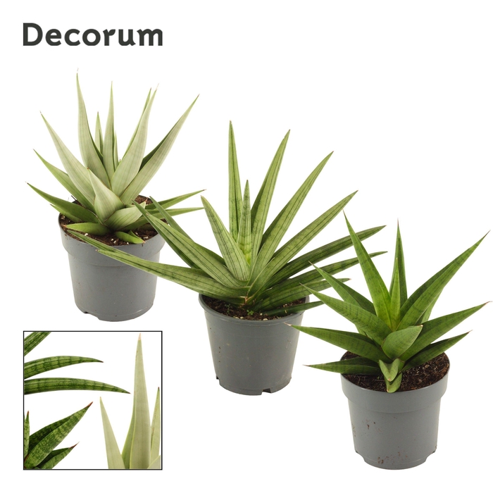 <h4>Sansevieria Crown mix 14 cm (Decorum)</h4>
