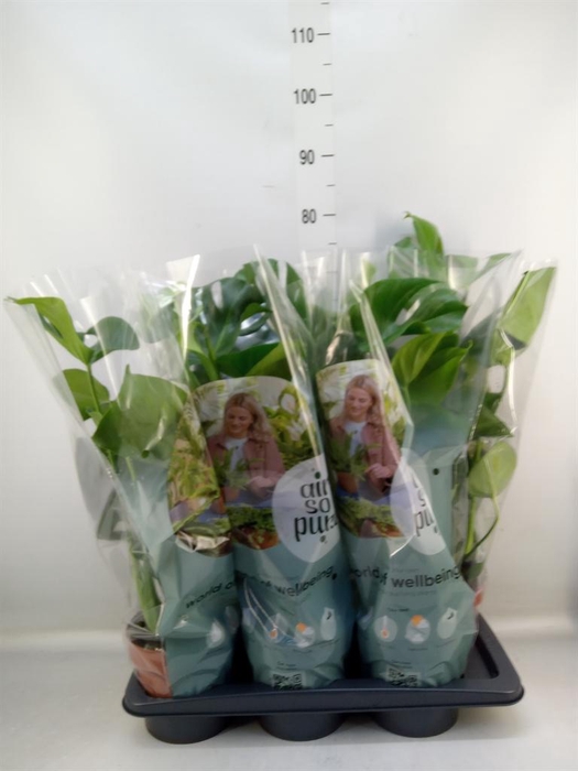 <h4>Monstera delic.</h4>