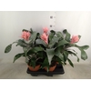 Aechmea fasciata 'Primera'