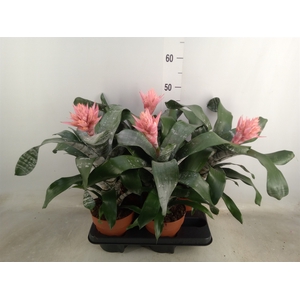 Aechmea fasciata 'Primera'