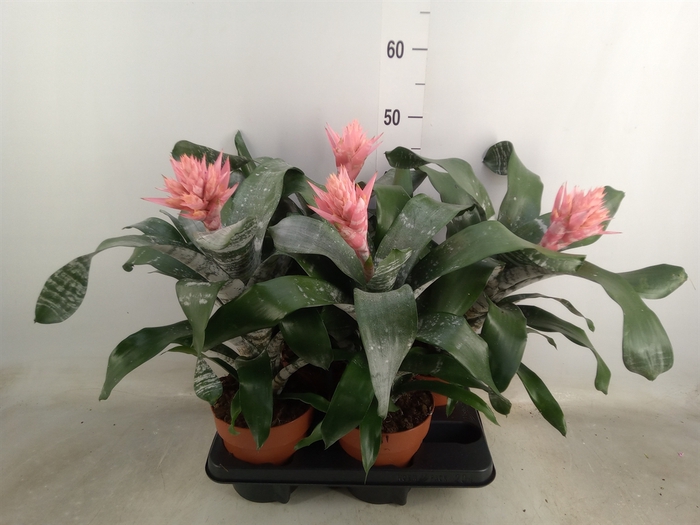 <h4>Aechmea fasciata 'Primera'</h4>