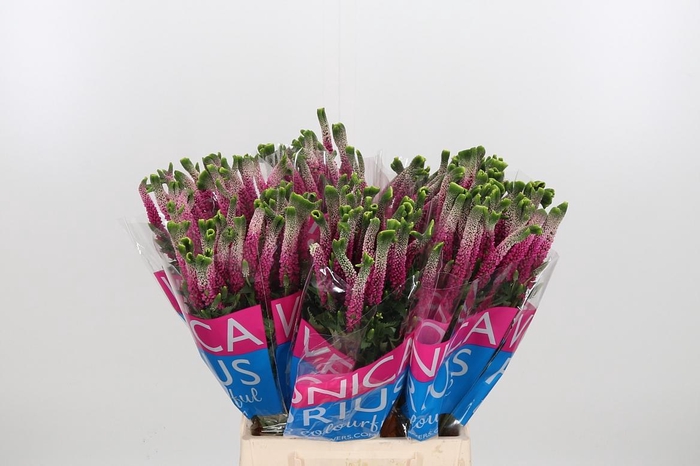 <h4>Veron Smart Bizarre</h4>