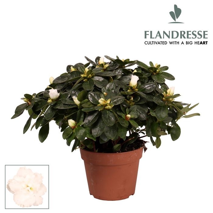 <h4>Azalea Flandresse® 'wit' 30 - 32 cm</h4>