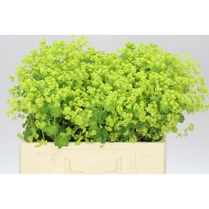 Alchemilla Robustica