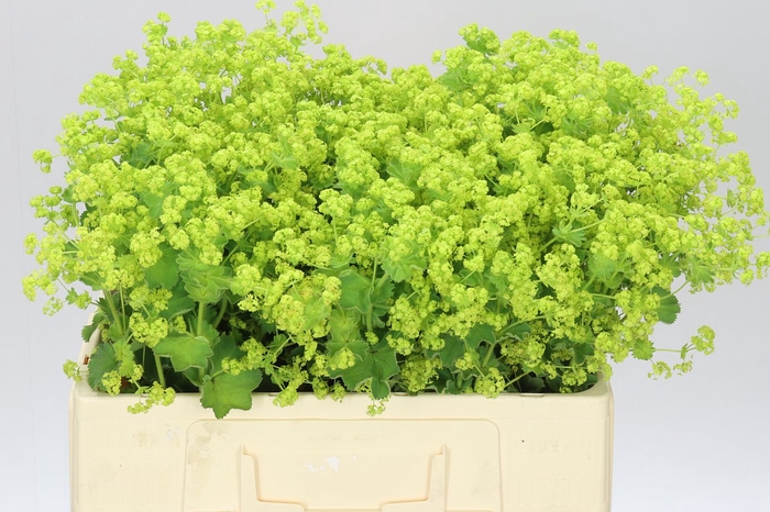<h4>Alchemilla Robustica</h4>