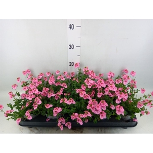 Diascia  'Ruby Field'