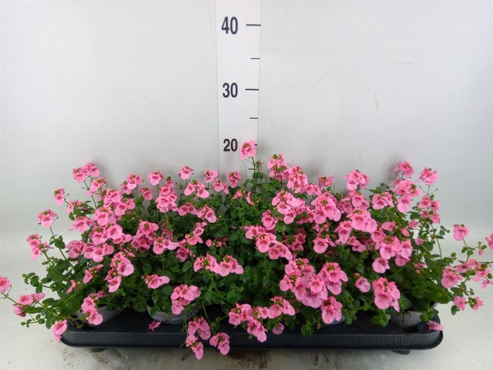 <h4>Diascia  'Ruby Field'</h4>