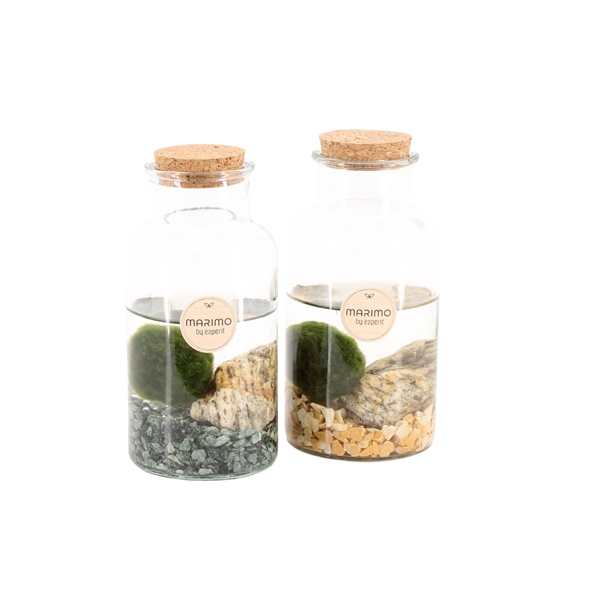 <h4>90530: Marimo arrangement</h4>