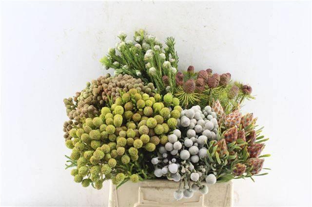 <h4>KAAPS GROEN</h4>