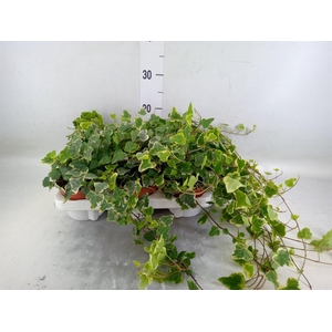 Hedera helix 'White Wonder'