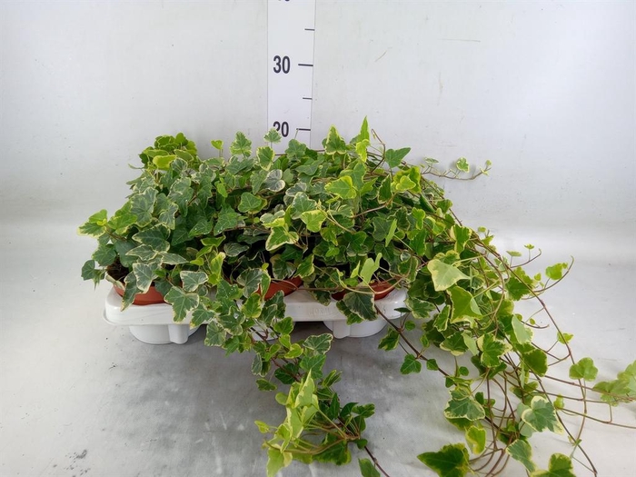 <h4>Hedera helix 'White Wonder'</h4>