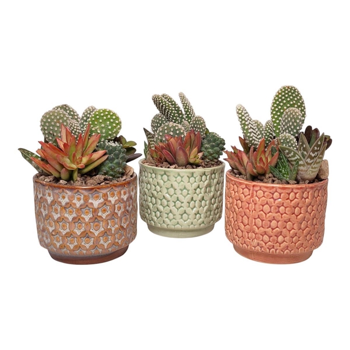 <h4>ARR CACTUS</h4>