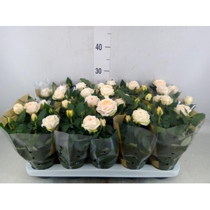 Rosa  'Belami Kordana'