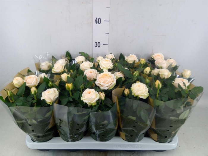 <h4>Rosa  'Belami Kordana'</h4>