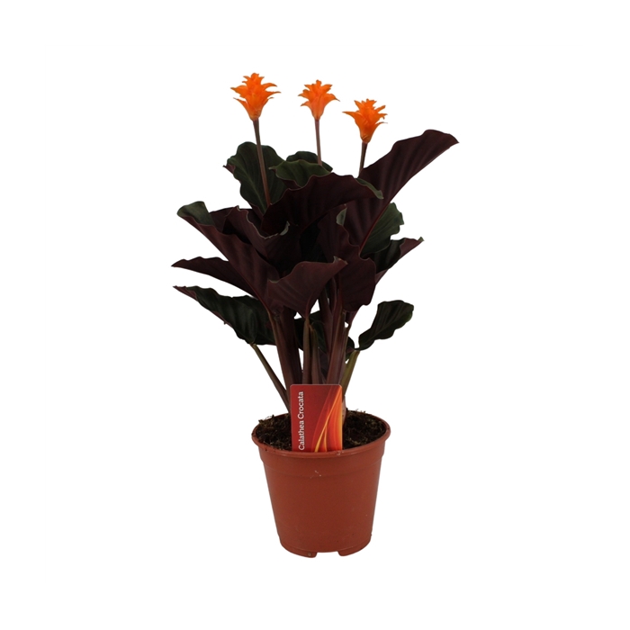 <h4>Calathea crocata 3/4 bl basic</h4>