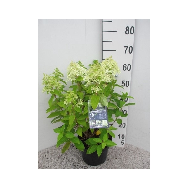 <h4>Hydrangea pan. Little Spooky 25-30 cm P23</h4>