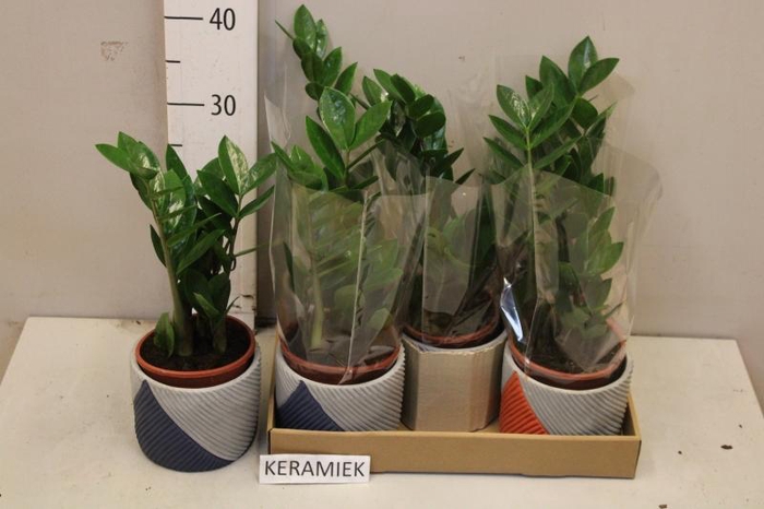 <h4>ZAMIO ZAMIIFOLIA</h4>