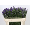 Aster Casamare